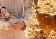 Producción récord y tensiones sanitarias en la avicultura mexicana: entre el clima extremo, la resistencia antimicrobiana y los nuevos estándares globales