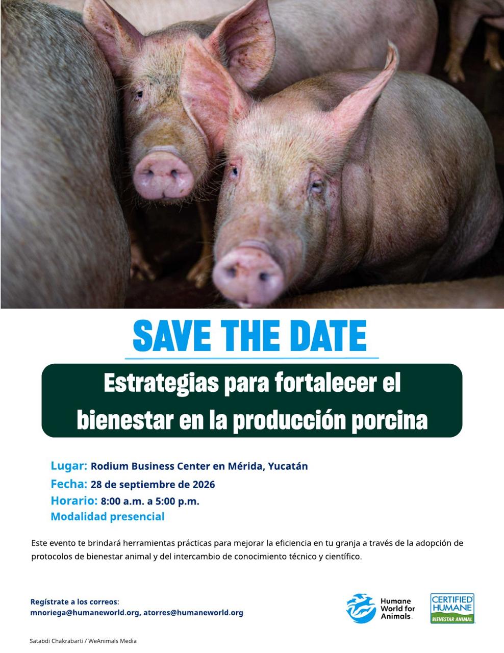 Estrategias para fortalecer el bienestar en la producción porcina STD produccion porcina