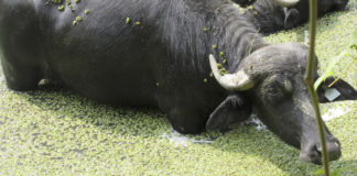 Sistemas bufalinos agroecológicos: adaptación ambiental, conservación ecosistémica y desafíos para la sostenibilidad