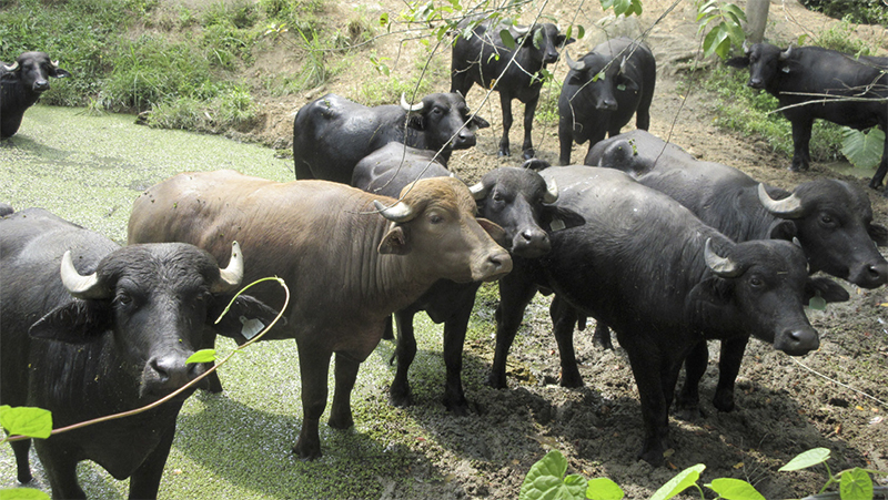 Sistemas bufalinos agroecológicos: adaptación ambiental, conservación ecosistémica y desafíos para la sostenibilidad Sistemas bufalinos agroecologicos1