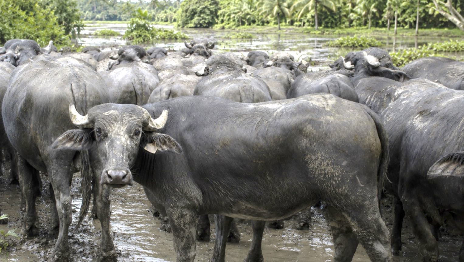 Sistemas bufalinos agroecológicos: adaptación ambiental, conservación ecosistémica y desafíos para la sostenibilidad Sistemas bufalinos agroecologicos2