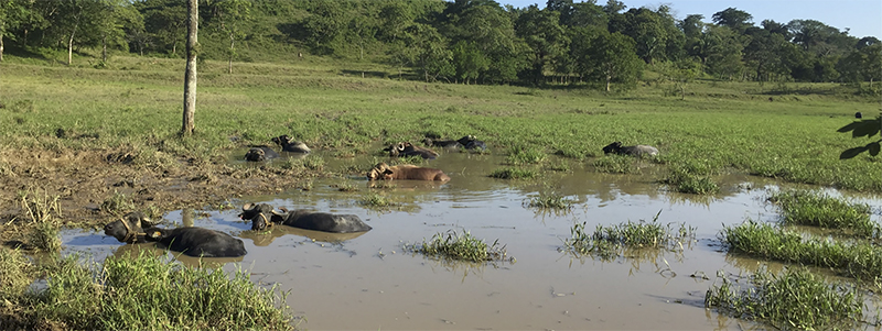 Sistemas bufalinos agroecológicos: adaptación ambiental, conservación ecosistémica y desafíos para la sostenibilidad Sistemas bufalinos agroecologicos3