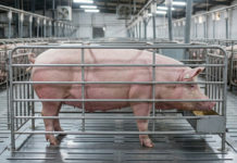 Gestaciones grupales pre implantación… ¿Modelo de negocio para el futuro?