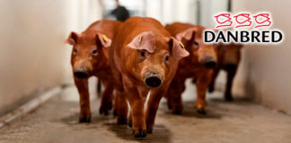 El cerdo de cebo con mayor eficiencia alimentaria del mundo