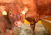 La ganadería bovina mexicana en la encrucijada global: expansión exportadora, conflictos por el agua y tensiones en la cadena láctea