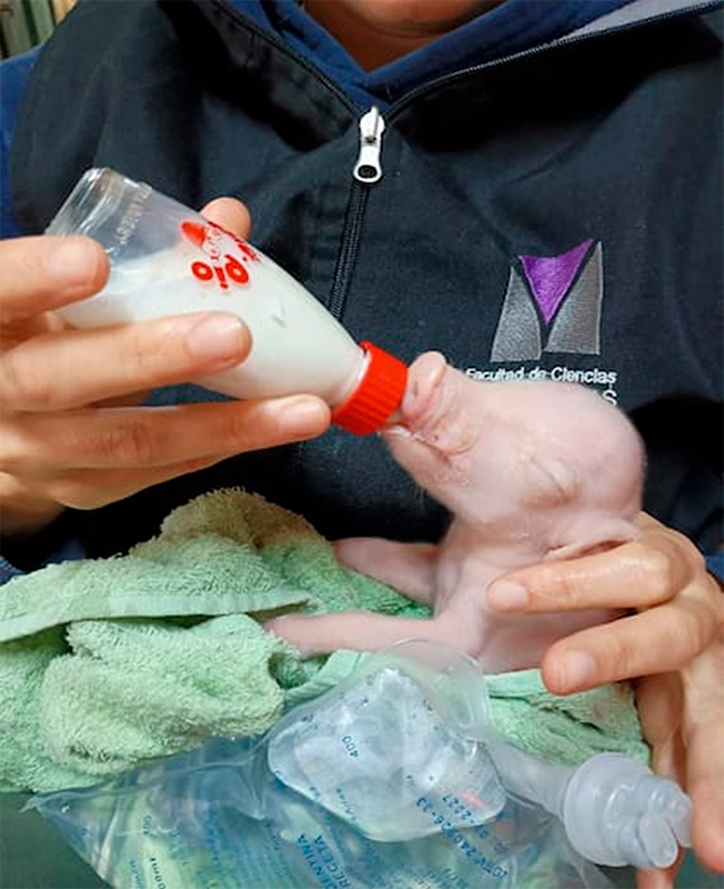 La UBA anunció el nacimiento del primer cerdo de América Latina con tres genes inactivados para futuros trasplantes en humanos primer cerdo America Latina tres genes inactivados futuros trasplantes humanos 1