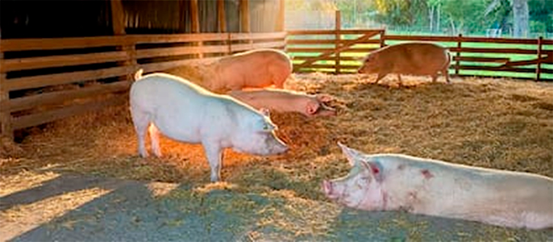 La UBA anunció el nacimiento del primer cerdo de América Latina con tres genes inactivados para futuros trasplantes en humanos primer cerdo America Latina tres genes inactivados futuros trasplantes humanos 2