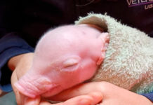 La UBA anunció el nacimiento del primer cerdo de América Latina con tres genes inactivados para futuros trasplantes en humanos