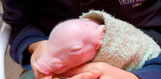 La UBA anunció el nacimiento del primer cerdo de América Latina con tres genes inactivados para futuros trasplantes en humanos