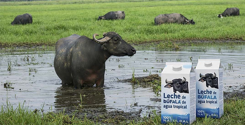 Compuestos bioactivos de la leche de búfala de agua y sus beneficios potenciales para la salud humana Compuestos bioactivos leche bufala agua beneficios potenciales salud humana 3