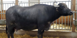 Compuestos bioactivos de la leche de búfala de agua y sus beneficios potenciales para la salud humana