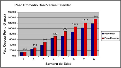 Etapa de crianza machos de reposición Etapa crianza machos reposicion 1