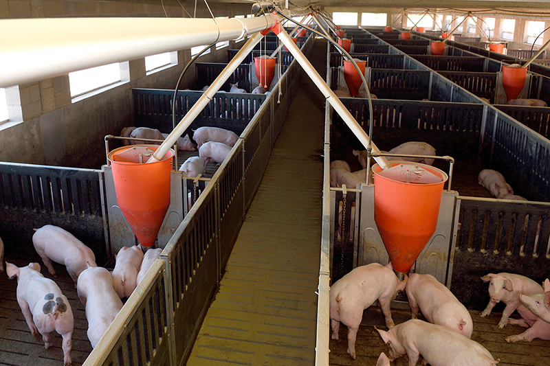 Claves para optimizar el espacio, comederos y alimentos en Sitio 2 y Sitio 3 cerditos granja