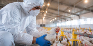 Brotes de gripe aviar en EE.UU. y crisis de precios en Malasia afectan la avicultura global