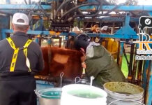 Curso sobre las técnicas de castración de vaquillas y vacas