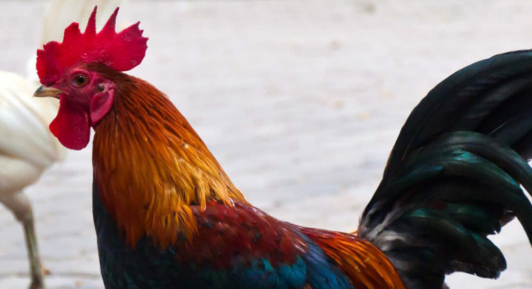 Diferentes razas y dietas para gallos de combate