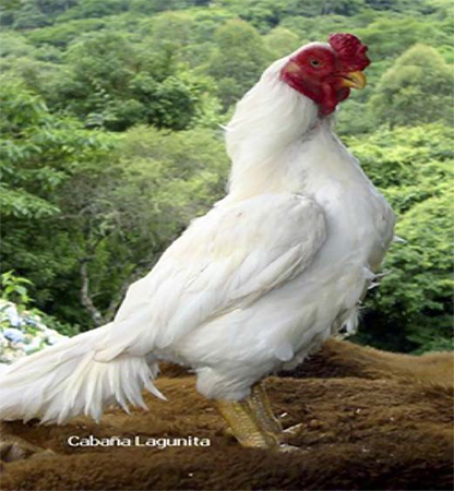 Diferentes razas y dietas para gallos de combate Diferentes razas dietas gallos combate 2