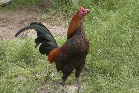 Diferentes razas y dietas para gallos de combate Diferentes razas dietas gallos combate 3