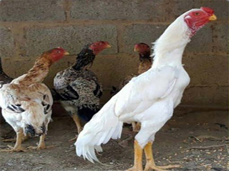Diferentes razas y dietas para gallos de combate Diferentes razas dietas gallos combate 4