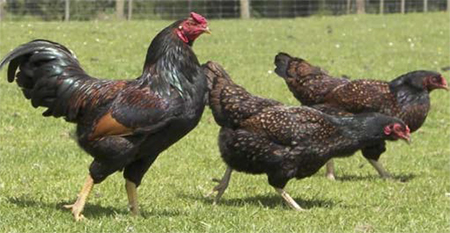 Diferentes razas y dietas para gallos de combate Diferentes razas dietas gallos combate 5