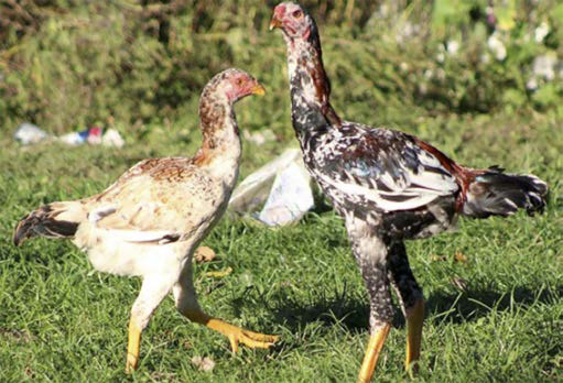 Diferentes razas y dietas para gallos de combate Diferentes razas dietas gallos combate 6