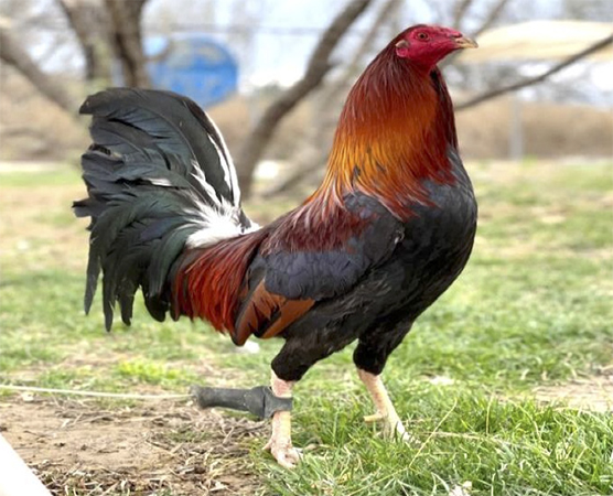 Diferentes razas y dietas para gallos de combate Diferentes razas dietas gallos combate 7