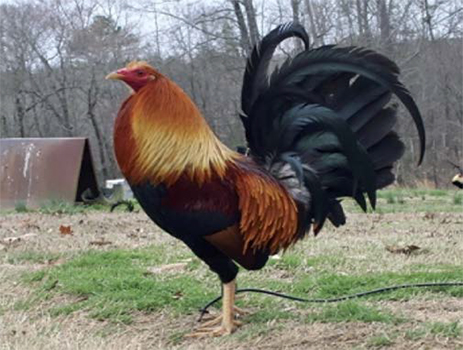 Diferentes razas y dietas para gallos de combate Diferentes razas dietas gallos combate 8