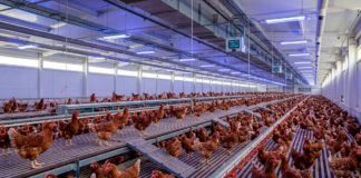 Investigadores prueban nueva herramienta para combatir la gripe aviar en aves de corral