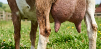Mastitis silenciosa
