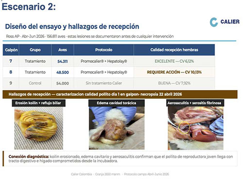 Modulación ontogénica e inmunometabólica en pollo de engorda Modulacion ontogenica inmunometabolica en pollo engorda 2