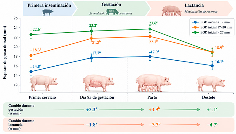 ¿Más grasa significa una mejor cerda? La importancia de la condición corporal al primer servicio Mas grasa significa una mejor cerda 1