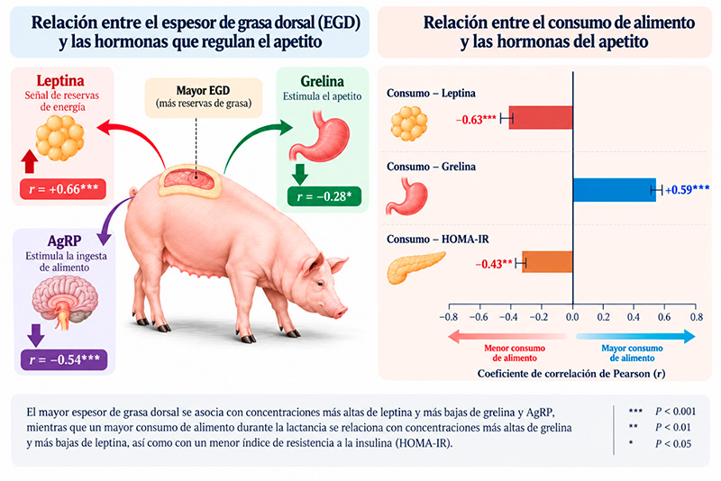 ¿Más grasa significa una mejor cerda? La importancia de la condición corporal al primer servicio Mas grasa significa una mejor cerda 2